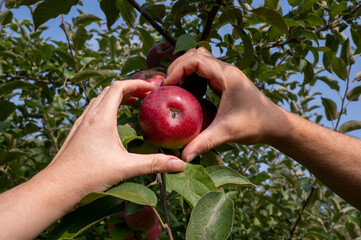 Men's and women's hands make Heart shape with hands around apple. Healthy life concept