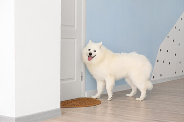 Cute Samoyed dog near door in hall
