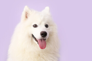 White Samoyed dog on lilac background