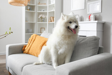 White Samoyed dog sitting on sofa at home