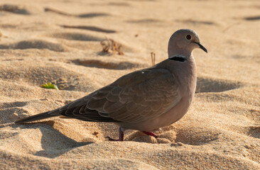 Side view of a turtle dove on a Spanish beach in Fuerteventura