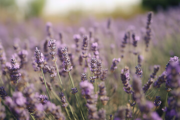 Fototapeta premium Lavender pictures showcase the delicate and fragrant flowers of the Lavandula genus, typically featuring shades of purple and blue. 