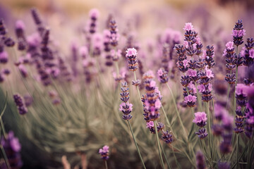 Lavender pictures showcase the delicate and fragrant flowers of the Lavandula genus, typically featuring shades of purple and blue. 