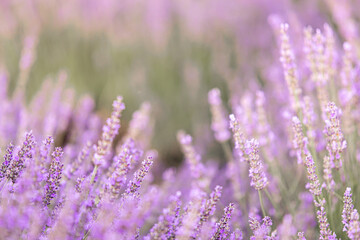 Obraz premium Lavender bushes closeup on sunset. Sunset gleam over purple flowers of lavender. Provence region of France.