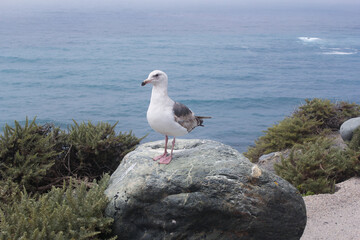 seagull on a rock at the beach