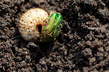 generation change: deceased rose beetle and young larva in march