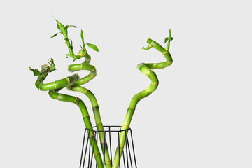 Vase with bamboo plant on grey background