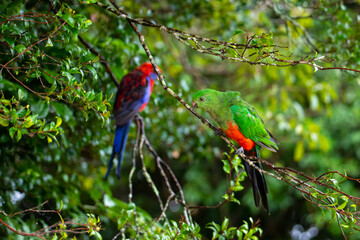 Beautiful colorful king parrot and crimson rosella parrots sit together on a branch in famous Lamington National Park (O'Reilly's Rainforest Retreat) in Queensland, Australia