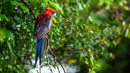 beautiful cute colorful crimson rosella (Platycercus elegans) parrot sit on a branch in Lamington National Park (O'Reilly's Rainforest Retreat) in Queensland, Australia