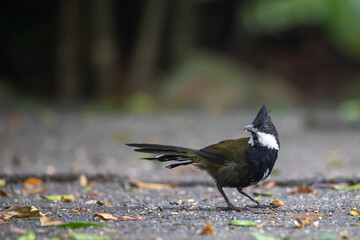 Beautiful rare shy eastern whipbird (Psophodes olivaceus) searching for food in Lamington National Park (O'Reilly's Rainforest Retreat) in Queensland, Australia