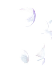 Many Pastel Feather fly fall in Air over white background isolated. Puffy Fluffy soft feathers as purity smooth like dream floating dove in sky. Angle flying from heaven, photo motion