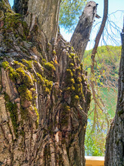 A peaceful, quiet, natural paradise lake with a wonderful view among the densely forested mountains. Ankara Cubuk Karagol. Picnic areas, walking paths and great views all around.