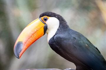 toucan on a branch