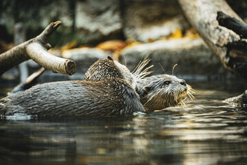 otters on the river