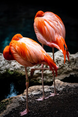 flamingos in the water