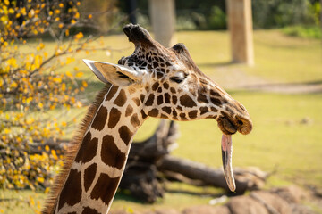 Disrespectful Giraffe