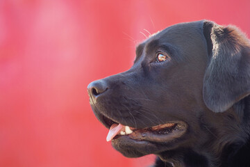 Profile of a black labrador. Dog on a red background. Animal, pet.