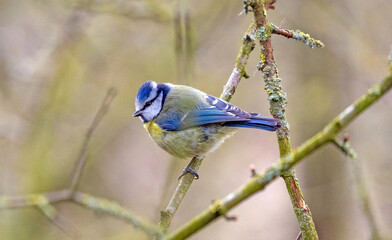 Eurasian Blue Tit (Cyanistes caeruleus), a colorful mix of blue, yellow, white and green makes the blue tit one of our most attractive and most recognizable