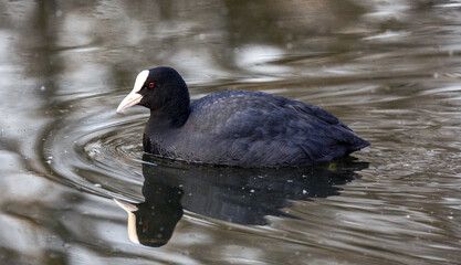 The Eurasian coot (Fulica atra), also known as the common coot seen at Fairburn Ings RSPB reserve