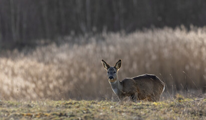 Roe Deer, one of the truly native deer of the British Isles