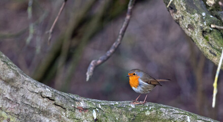 European Robin (Erithacus rubecula), one of the most common Birds found in United Kingdom countrywide