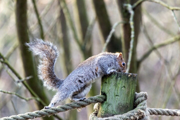 Grey squirrels (Sciurus carolinensis) an American imported species of squirrel found in United Kingdom