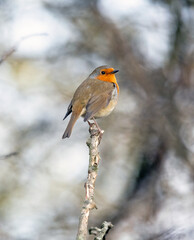 European Robin (Erithacus rubecula), one of the most common Birds found in United Kingdom countrywide