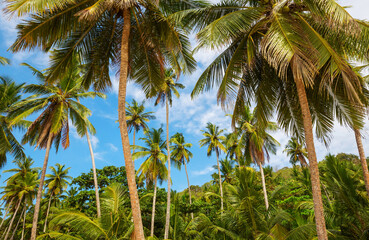 Obraz premium Palm plantation