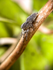 macro of a spider