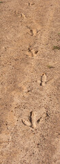 Fototapeta na wymiar footsteps in the sand