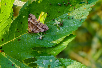 Moths inhabit wild plants, close-up of macro insects
