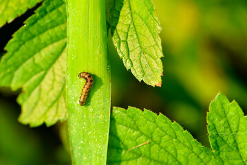 Butterfly larvae inhabit wild plants, macro close-up