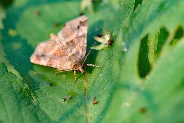Moths inhabit wild plants, close-up of macro insects