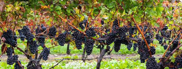 gros plan sur les raisins d'un arbre à raisin d'un vignobles en automne prêt pour la récolte