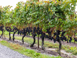 Fototapeta na wymiar gros plan sur une rangée d'arbres à raisin rouge d'un vignobles en automne prêt pour la récolte