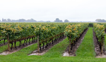 Fototapeta na wymiar Vue en hauteur rangées d'arbre à raisin d'un vignobles en automne prêt pour la récolte