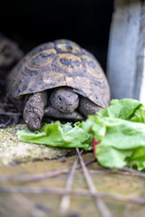 Petite tortue de terre sortant de sa maison après hibernation