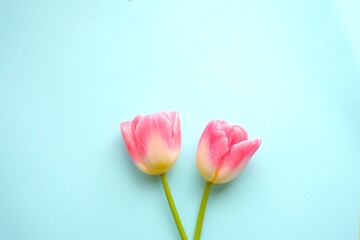 チューリップの花