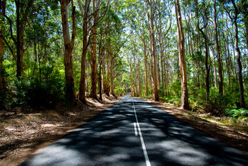 Caves Road - Margaret River - Western Australia