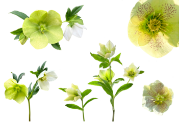 美しく開花した黄緑色のクリスマスローズの切抜き