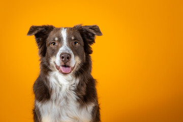 red-tri australian shepherd portrait isolated on orange background