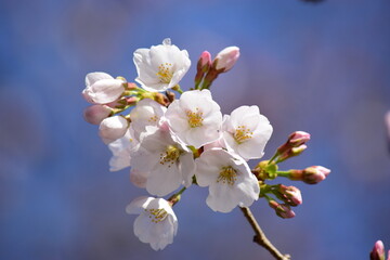 桜の花