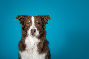 red and white australian shepherd isolated on blue background