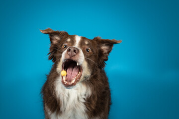 red-tri australian shepherd catching treat on blue background