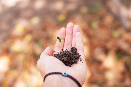 Mano de mujer sosteniendo un brote de planta con su semilla y tierra 