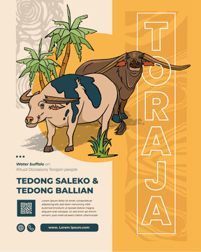 Tedong Saleko and Tedong Ballian, Tana Toraja Water Buffalo Indonesian Culture Handrawn Illustration
