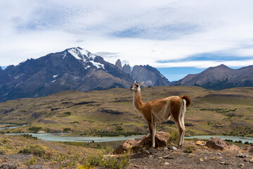 Naklejka na ściany i meble A Guanaco standing on the hill with the mountains and a river in the background in Paine National Park, Chile. The Guanaco (Lama guanicoe) is one of the two wild South American camelids. 
