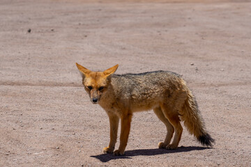 Obraz premium A culpeo fox at the valley of the Moon, Chile. The culpeo (Lycalopex culpaeus), also known as Andean fox, culpeo zorro, Andean zorro, Paramo wolf, Andean wolf is a species of South American fox. 
