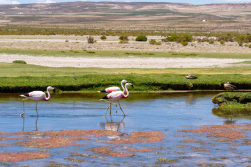 Three Anande flamingos walking in the shallow water of a red color river in Torres del Paine NP, Chile. The Andean flamingo is a species of flamingo native to the Andes mountains of South America. 