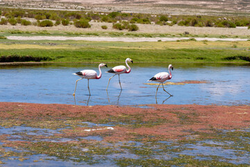 Three Anande flamingos walking in the shallow water of a red color river in Torres del Paine NP, Chile. The Andean flamingo is a species of flamingo native to the Andes mountains of South America. 